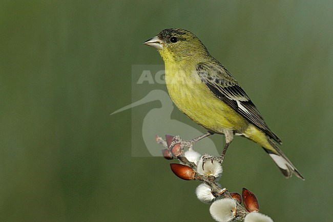 Adult male
Kern Co., CA
March 2005 stock-image by Agami/Brian E Small,