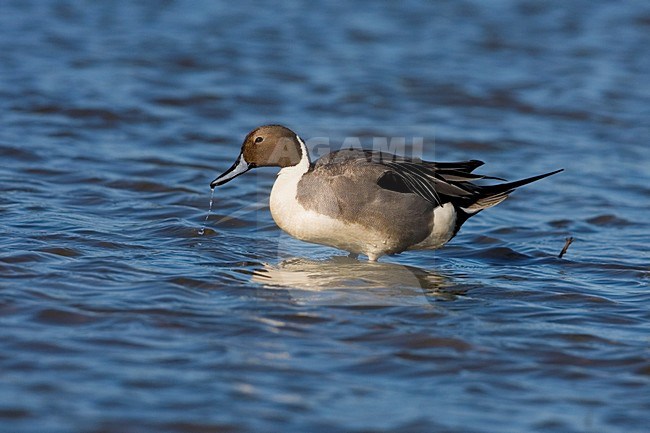 Pijlstaart mannetje staand in water; Northern Pintail mail perched in water stock-image by Agami/Martijn Verdoes,