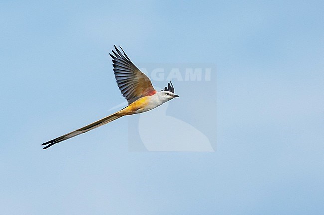 Adult male Scissor-tailed Flycatcher (Tyrannus forficatus) in flight in Chambers County, Texas, United States, during autumn migration. stock-image by Agami/Brian E Small,