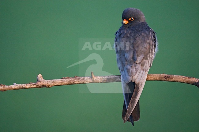 Roodpootvalk, Red-Footed Falcon, Falco vespertinus stock-image by Agami/Marc Guyt,