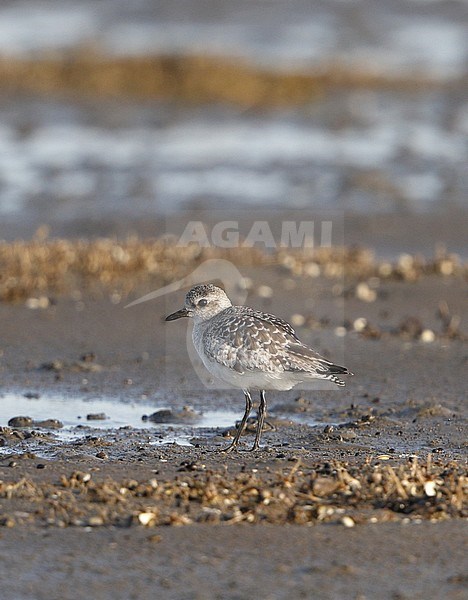 Worn second calender year Grey Plover (Pluvialis squatarola) standing on mud flat at Mandø in Denmark during spring. stock-image by Agami/Helge Sorensen,