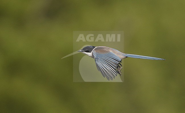 Iberian Magpie (Cyanopica cooki) single bird in flight at Sierra Morena, Andalusia, Spain stock-image by Agami/Helge Sorensen,