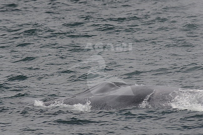 Blue Whale (Balaenoptera musculus) swimming off the Islandic coast. Showing blowhole on top of huge head. stock-image by Agami/Laurens Steijn,