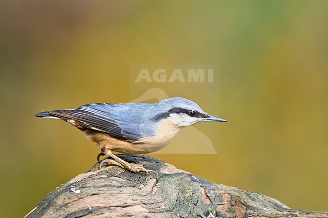 Boomklever op boomstronk Nederland, Eurasian Nuthatch at tree stub Netherlands stock-image by Agami/Wil Leurs,