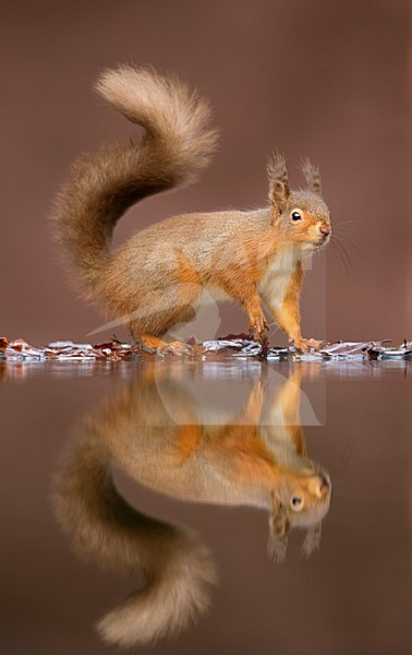 Eekhoorn met spiegelbeeld in water, Red Squirrel with reflection in water stock-image by Agami/Danny Green,