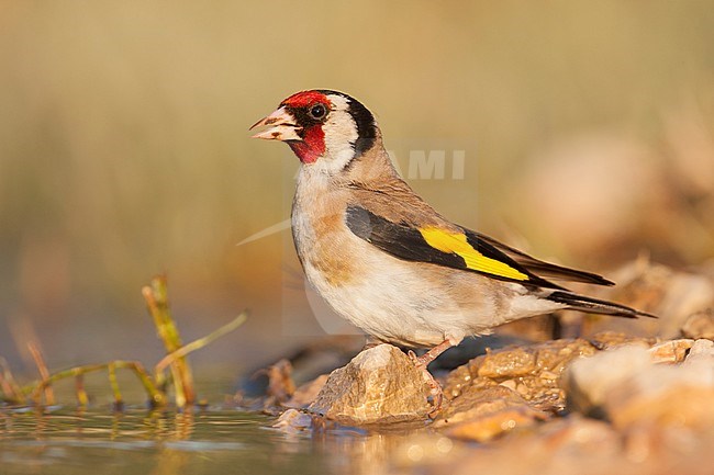 European Goldfinch, Putter,  Carduelis carduelis ssp. balcanica, Croatia, adult male stock-image by Agami/Ralph Martin,