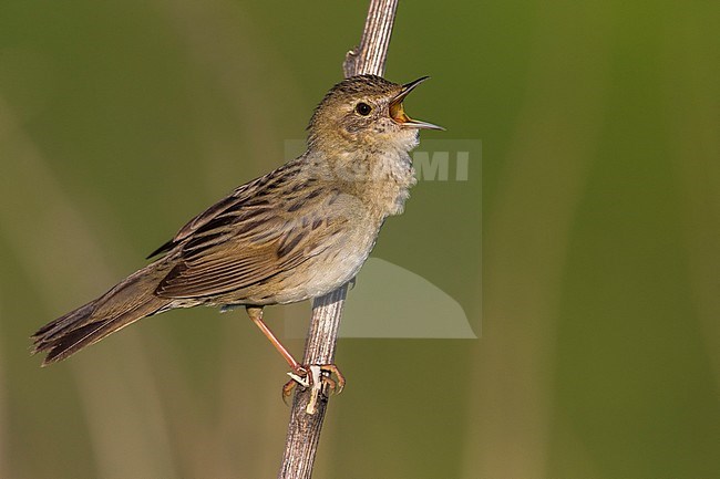 Sprinkhaanzanger; Grasshopper Warbler; Locustella naevia straminea stock-image by Agami/Daniele Occhiato,