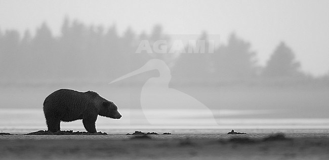 Coastal Brown Bear (Ursus arctos), Lake Clarke National Park, Alaska, September 2014. stock-image by Agami/Danny Green,