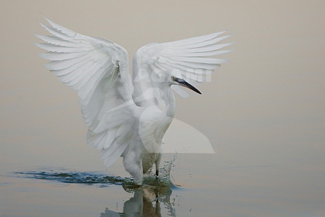 Kleine Zilverreiger in de vlucht; Little Egret in flight stock-image by Agami/Daniele Occhiato,