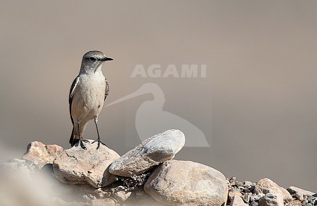 Red-tailed Wheatear, Oenanthe chrysopygia, Wamm Farms, United Arab Emirates stock-image by Agami/Helge Sorensen,