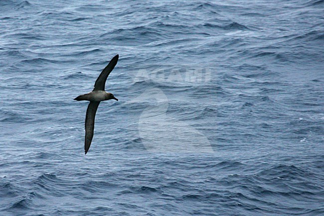 Roetkopalbatros vliegend boven de oceaan, Light-mantled Sooty Albatross flying above the ocean stock-image by Agami/Marc Guyt,