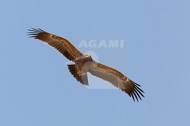 Juveniele Schreeuwarend in de vlucht; Juvenile Lesser Spotted Eagle in flight stock-image by Agami/Daniele Occhiato,