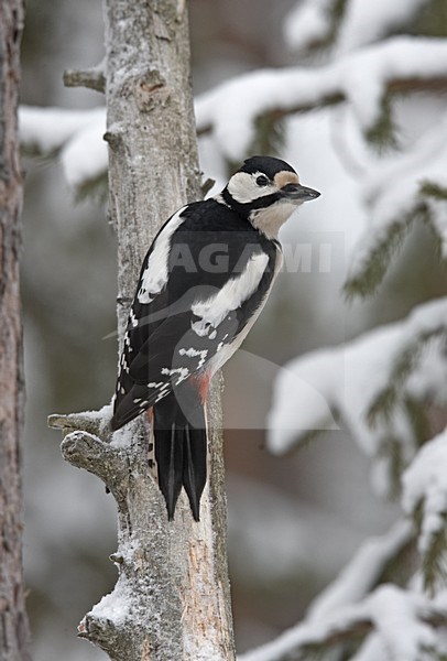 Great Spotted Woodpecker perched on a tree in winter; Grote bonte Specht zittend op een boom in de winter stock-image by Agami/Jari Peltomäki,