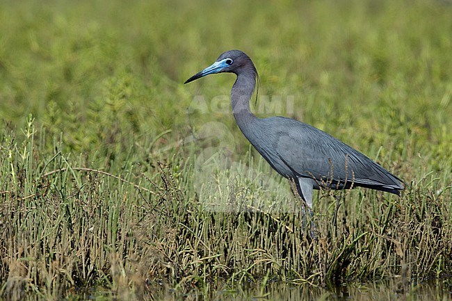 Adult Little Blue Heron (Egretta caerulea) foraging in a green colored swamp near Galveston Co., Texas, USA. stock-image by Agami/Brian E Small,