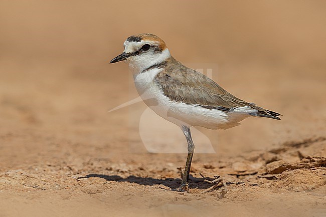 Male Kentish Plover (Charadrius alexandrinus) in Cape verde islands. stock-image by Agami/Daniele Occhiato,