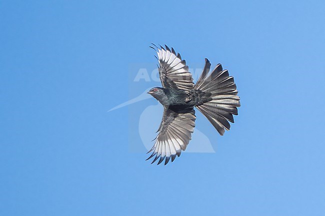 Adult male
San Diego Co., CA
January 2022 stock-image by Agami/Brian E Small,