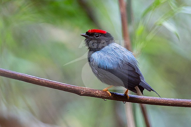 A male Lance-tailed Manakin (Chiroxiphia lanceolata) at Metropolitan Park, Panama City, Panama. stock-image by Agami/Tom Friedel,