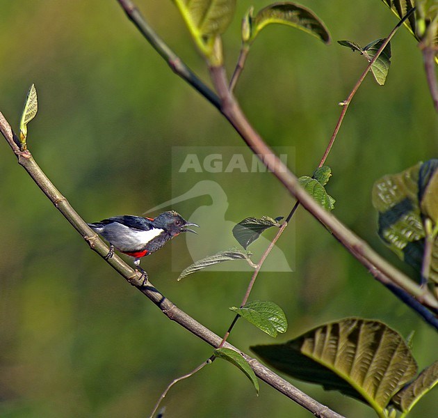 Male Scarlet-collared Flowerpecker (Dicaeum retrocinctum) in the Philippines. stock-image by Agami/Pete Morris,