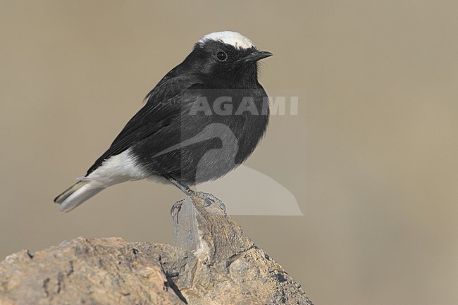 White-crowned Wheatear adult perched; Witkruintapuit volwassen zittend stock-image by Agami/Daniele Occhiato,