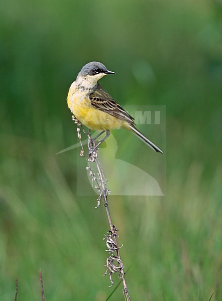 Male Grey-headed Wagtail, Motacilla (flava) thunbergi stock-image by Agami/Markus Varesvuo,