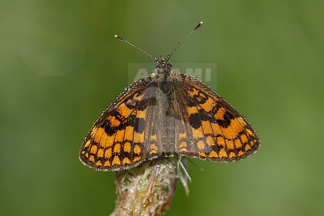 Heath Fritillary (Melitaea athalia) resting on top of small plant in Mercantour in France, against a natural colored background. stock-image by Agami/Iolente Navarro,