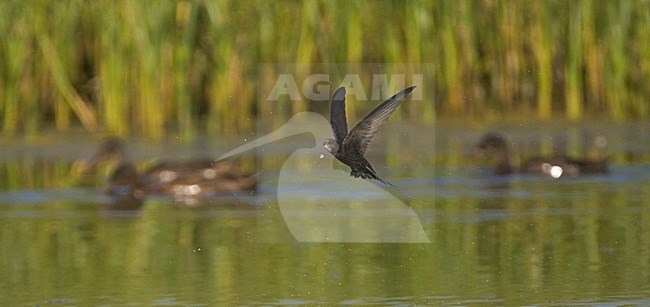 drinking Common Swift; drinkende Gierzwaluw stock-image by Agami/Marc Guyt,