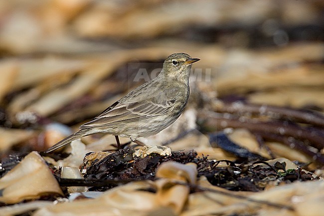 Rock Pipit (Anthus petrosus) on Sein island off the west coast of France during autumn. stock-image by Agami/Rafael Armada,