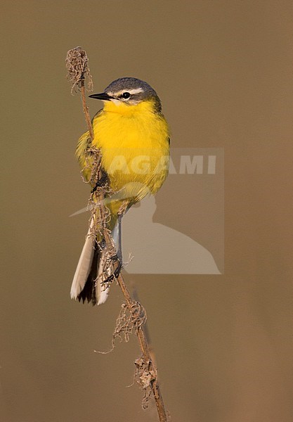 Sykes Wagtail - Schafstelze - Motacilla flava ssp. beema, Russia, adult male stock-image by Agami/Ralph Martin,