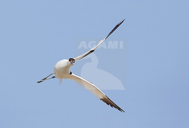 Kluut in vlucht, Pied Avocet in flight stock-image by Agami/Mike Danzenbaker,