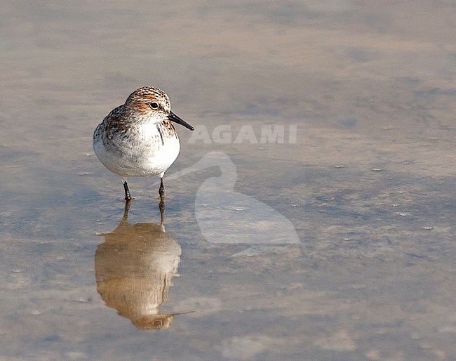 Little Stint (Calidris minuta) adult on migration stock-image by Agami/Roy de Haas,