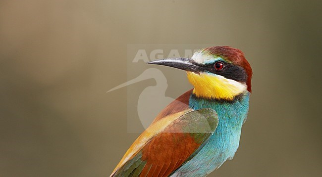 Bijeneter in zit; European Bee-eater perched stock-image by Agami/Markus Varesvuo,