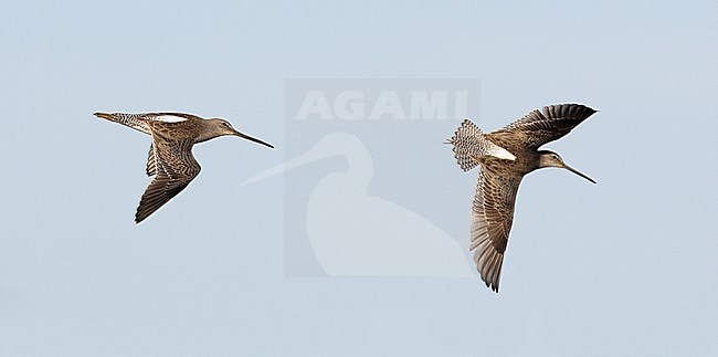 Kleine Grijze Snip in vlucht, Short-billed Dowitcher in flight stock-image by Agami/Mike Danzenbaker,