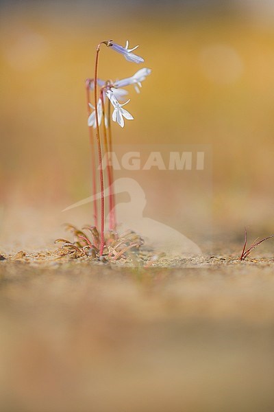 Waterlobelia, Water Lobelia stock-image by Agami/Wil Leurs,