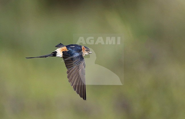 Adult Red-rumped Swallow (Cecropis daurica) in flight in Extremadura, Spain. stock-image by Agami/Helge Sorensen,