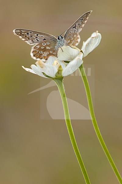 Bleek blauwtje / Chalk-hill Blue (Polyommatus coridon) stock-image by Agami/Wil Leurs,