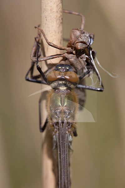 Onvolwassen Smaragdlibel; Immature Downy Emerald stock-image by Agami/Fazal Sardar,