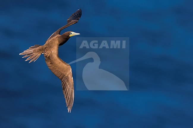 Bruine Gent in vlucht, Brown Booby in flight stock-image by Agami/Daniele Occhiato,