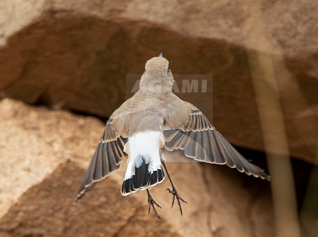 Adult female Seebohm’s Wheatear (Oenanthe seebohmi) in highlands of Morocco during late summer. Taking off, showing tail pattern. stock-image by Agami/Marc Guyt,