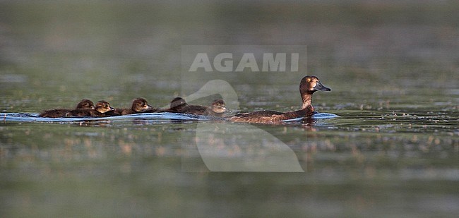 Female Tufted Duck (Aythya fuligula) with her duckling swimming on a lake near Gentofte in Denmark. stock-image by Agami/Helge Sorensen,