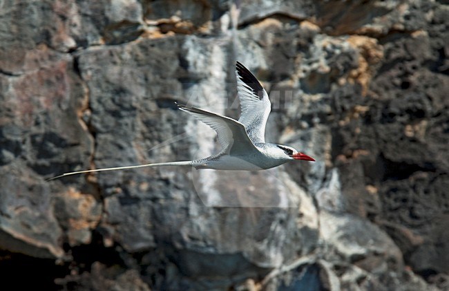 Roodsnavelkeerkringvogel, Red-billed Tropicbird stock-image by Agami/Roy de Haas,