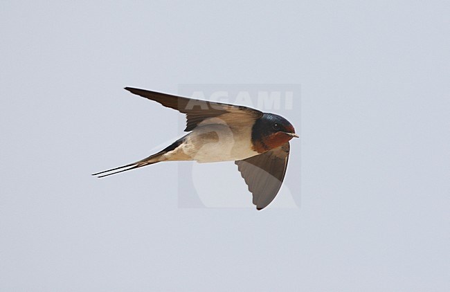 Barn Swallow flying; Boerenzwaluw vliegend stock-image by Agami/Roy de Haas,