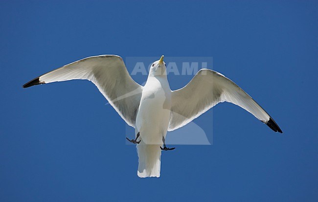 Volwassen Drieteenmeeuw in de vlucht; Adult Black-legged Kittiwake in flight stock-image by Agami/Markus Varesvuo,