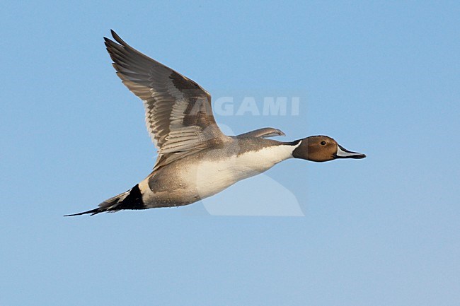 Pijlstaart mannetje in vlucht; Northern Pintail male in flight stock-image by Agami/Jari Peltomäki,