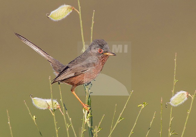 Dartford Warbler (Curruca undata) near Segura in central Portugal. Side view of male with cocked tail. stock-image by Agami/David Monticelli,