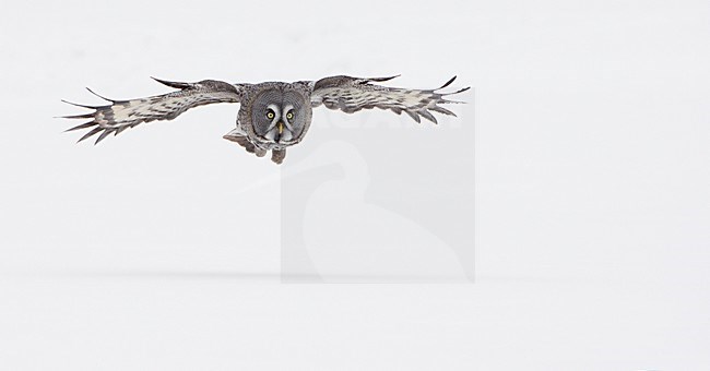 Laplanduil vliegend boven besneeuwde grond; Great Grey Owl flying above ground with snow stock-image by Agami/Markus Varesvuo,