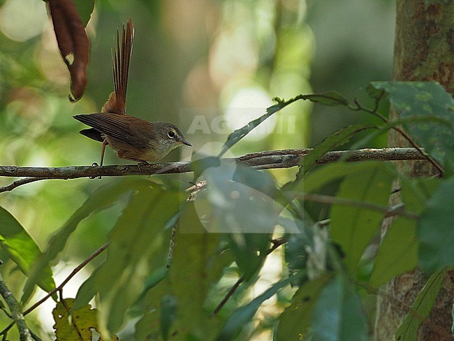 Long-tailed Fantail (Rhipidura opistherythra) in the Banda Sea, Indonesia. Also known as Charming Fantail. stock-image by Agami/James Eaton,