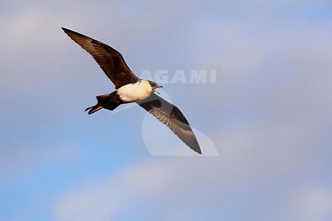 Vliegende Middelste Jager; Flying Pomarine Skua stock-image by Agami/Chris van Rijswijk,