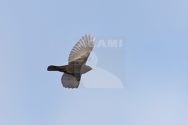 Adult male Common Blackbird (Turdus merula) in flight at Rudersdal, Denmark stock-image by Agami/Helge Sorensen,