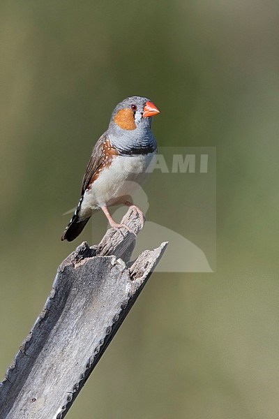 Perched Sunda Zebra Finch (Taeniopygia guttata). stock-image by Agami/Dubi Shapiro,