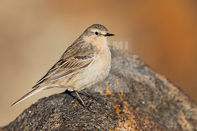Water Pipit - Bergpieper - Anthus spinoletta ssp. blakistoni, Kyrgyzstan, adult stock-image by Agami/Ralph Martin,